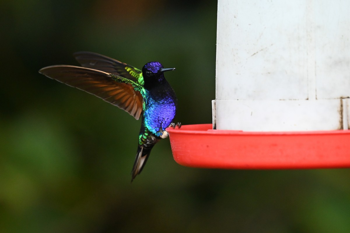 kolibřík hyacintový - ML618558955