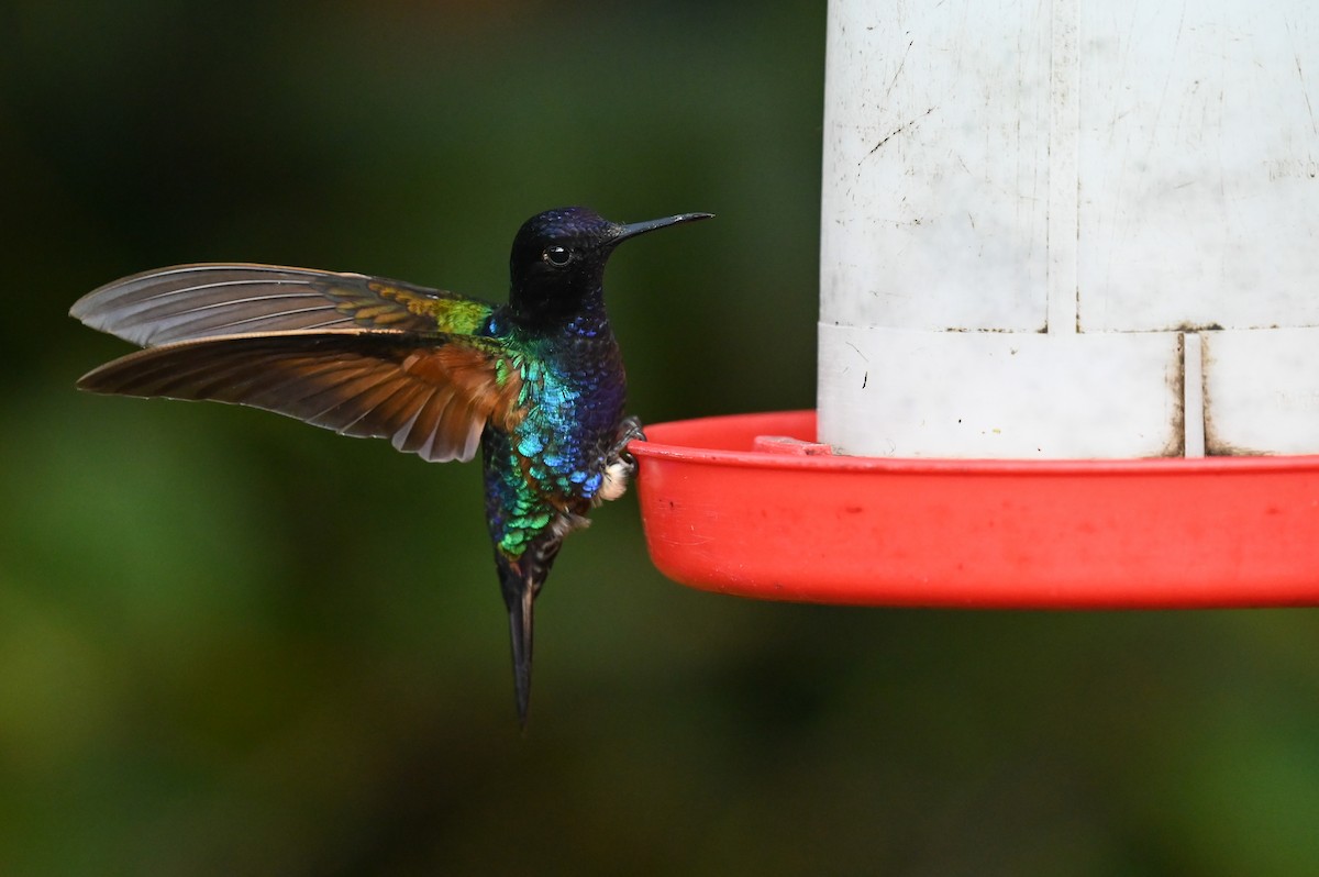 kolibřík hyacintový - ML618558957