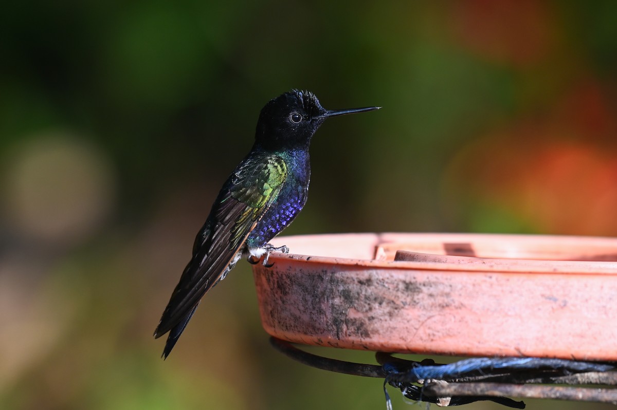 Velvet-purple Coronet - ML618558960