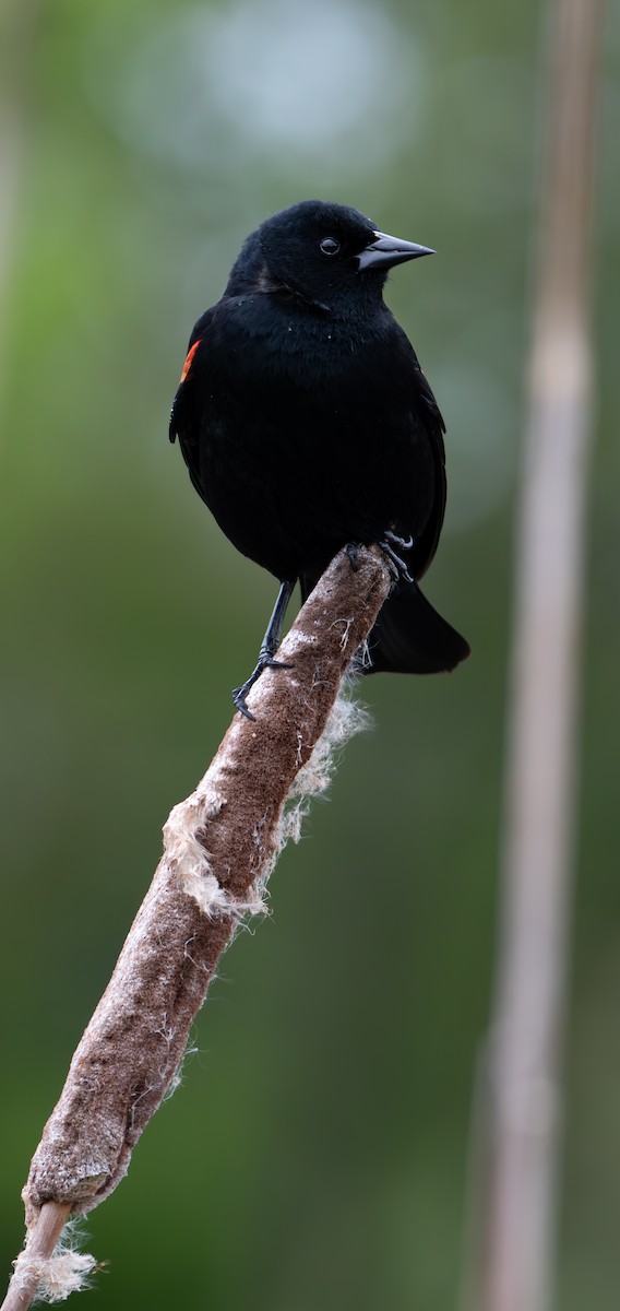 Red-winged Blackbird - ML618558981