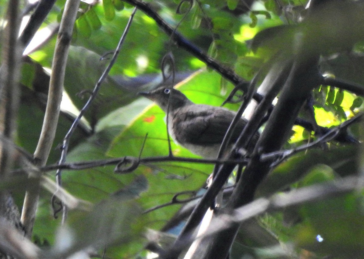 Cream-vented Bulbul - YM Liew