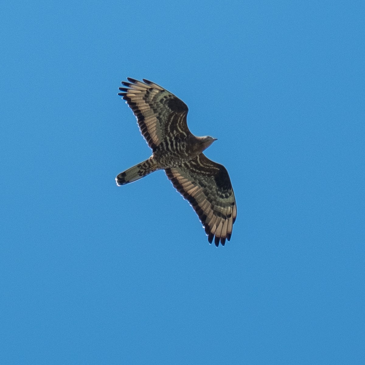 European Honey-buzzard - ML618559023