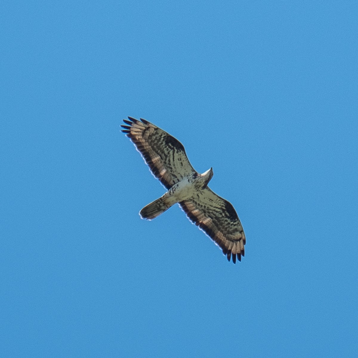 European Honey-buzzard - ML618559029