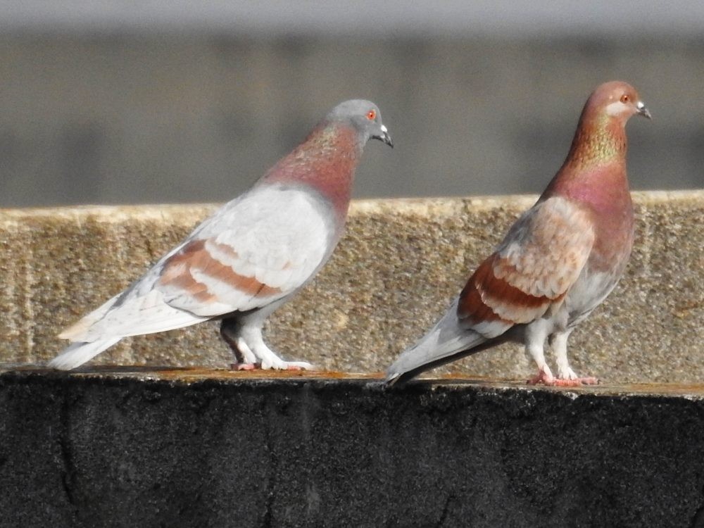 Rock Pigeon (Feral Pigeon) - ML618559030