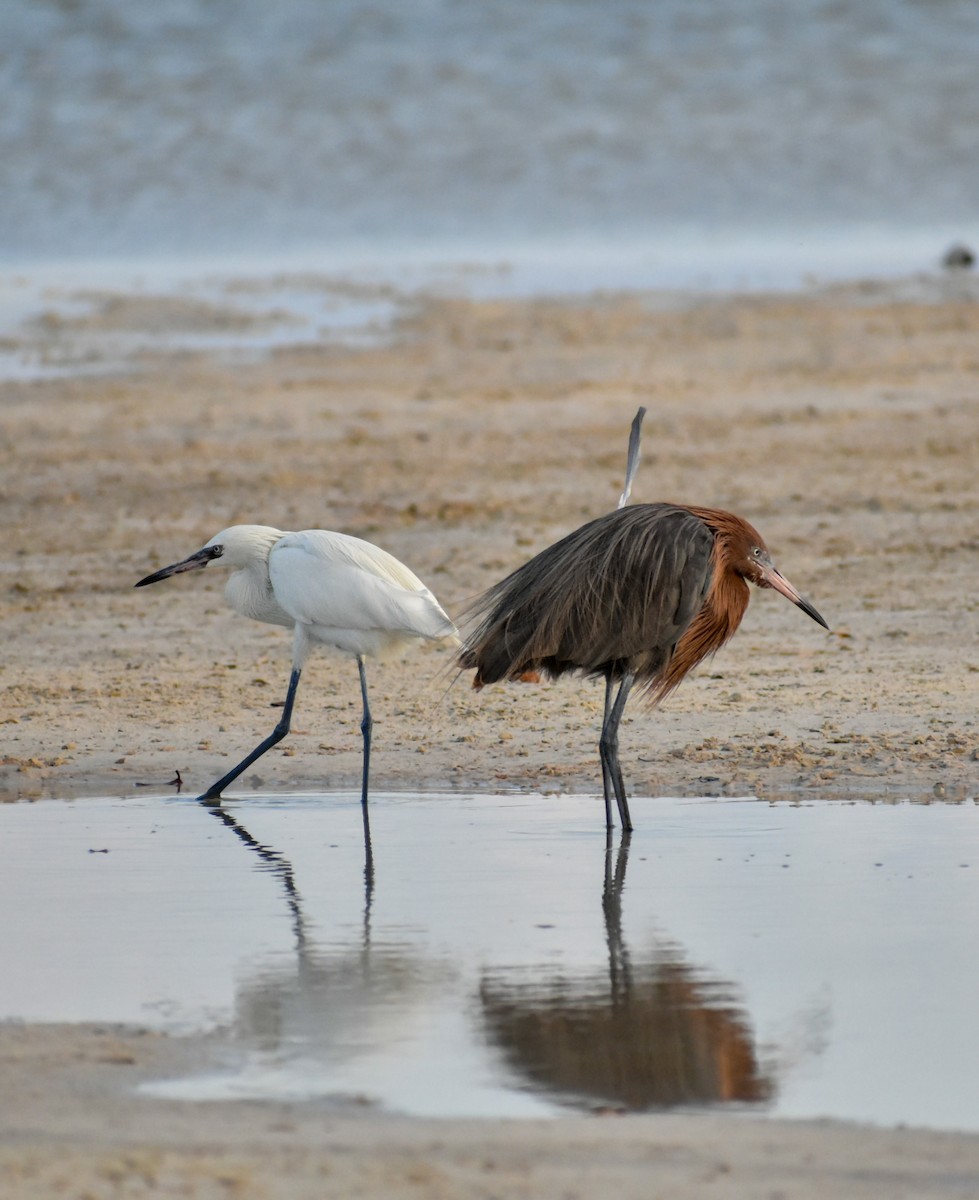 Reddish Egret - ML618559031