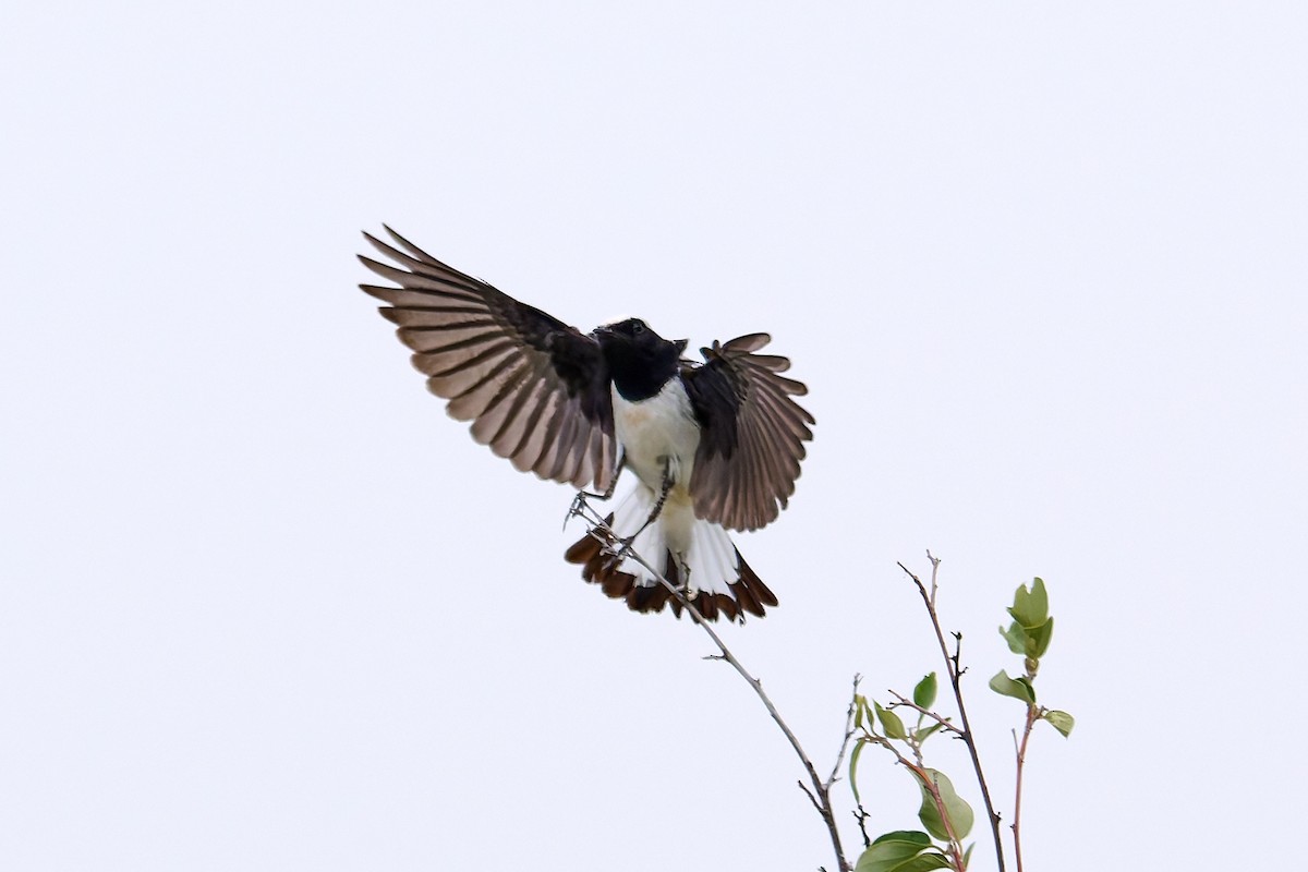 Cyprus Wheatear - ML618559072