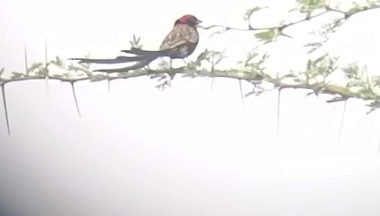 Red-cowled Widowbird - wilson watetu