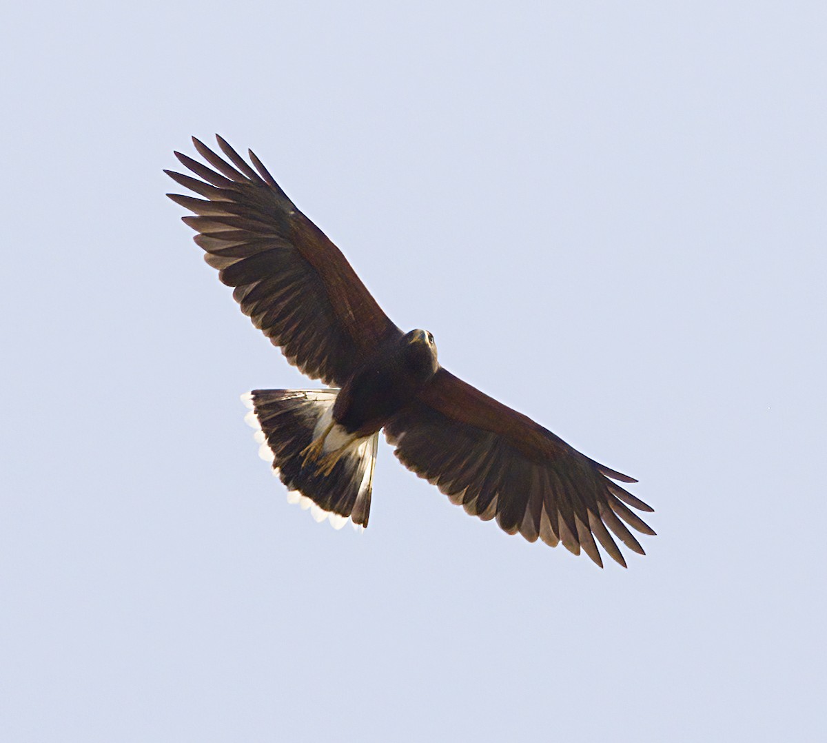 Harris's Hawk - ML618559088