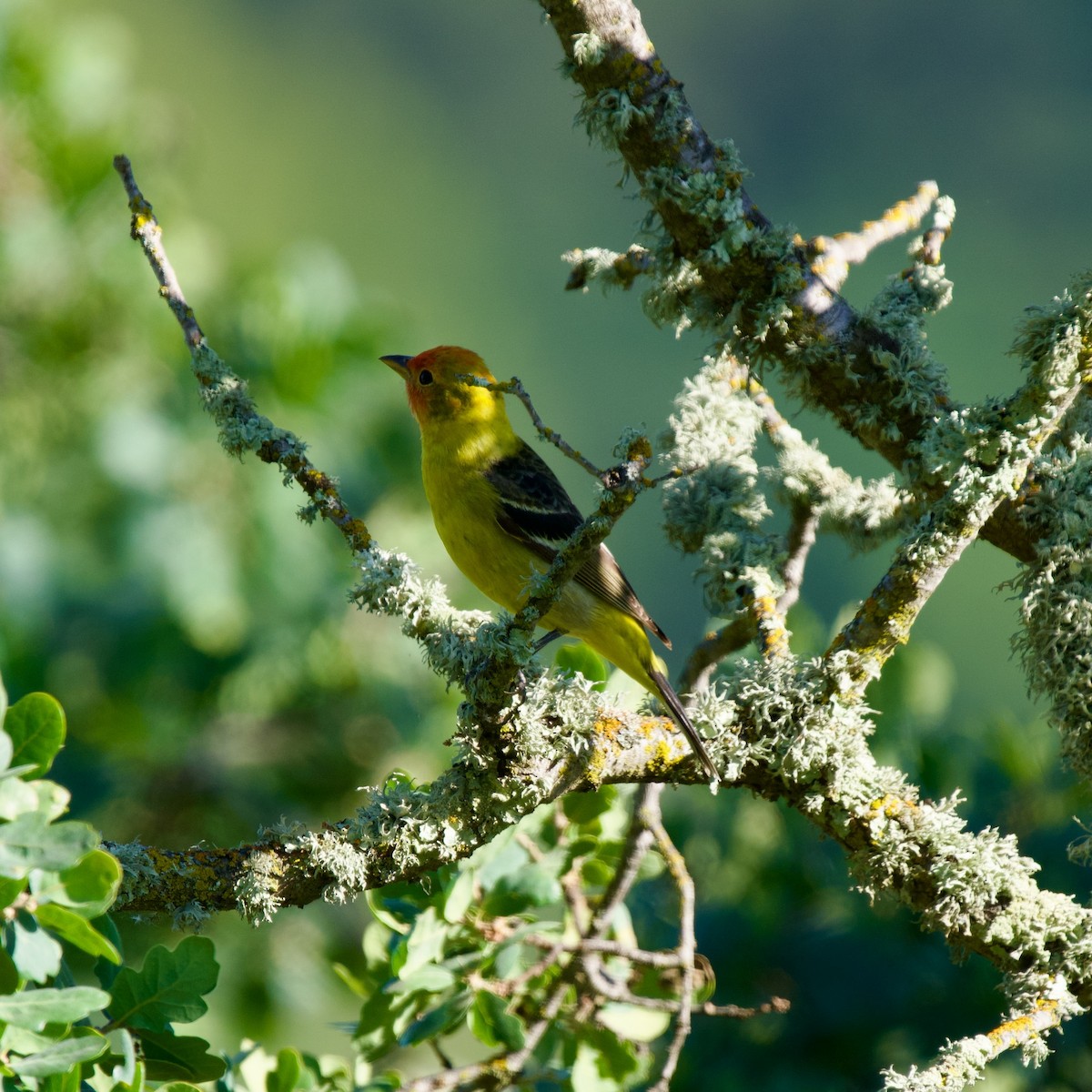 Western Tanager - Félix Cloutier