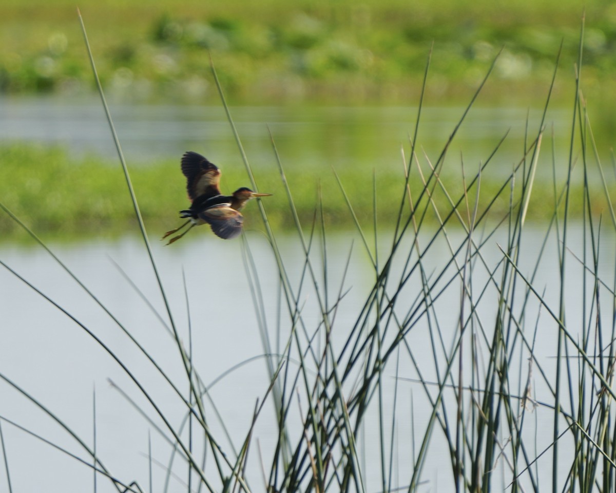 Least Bittern - ML618559109