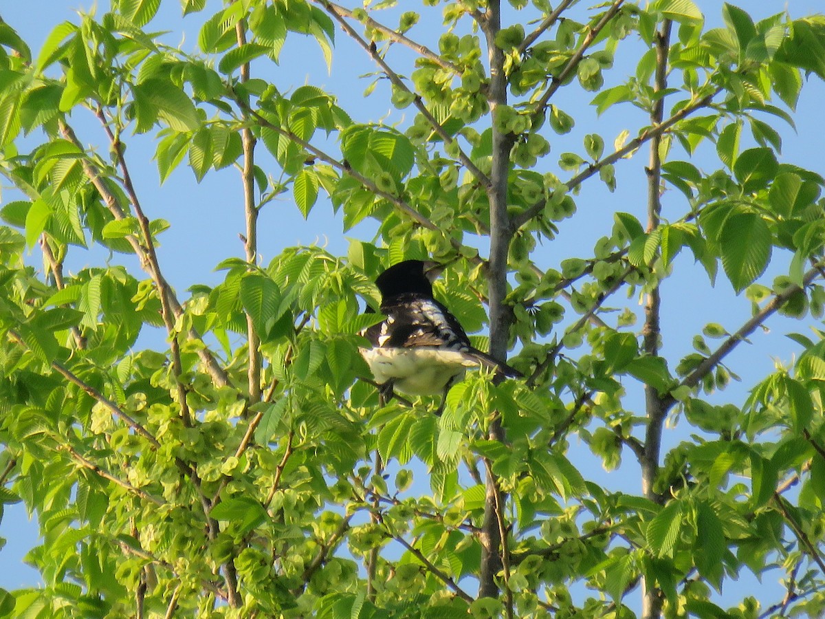 Rose-breasted Grosbeak - ML618559125