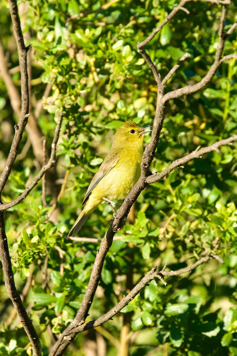 Orange-crowned Warbler - Félix Cloutier