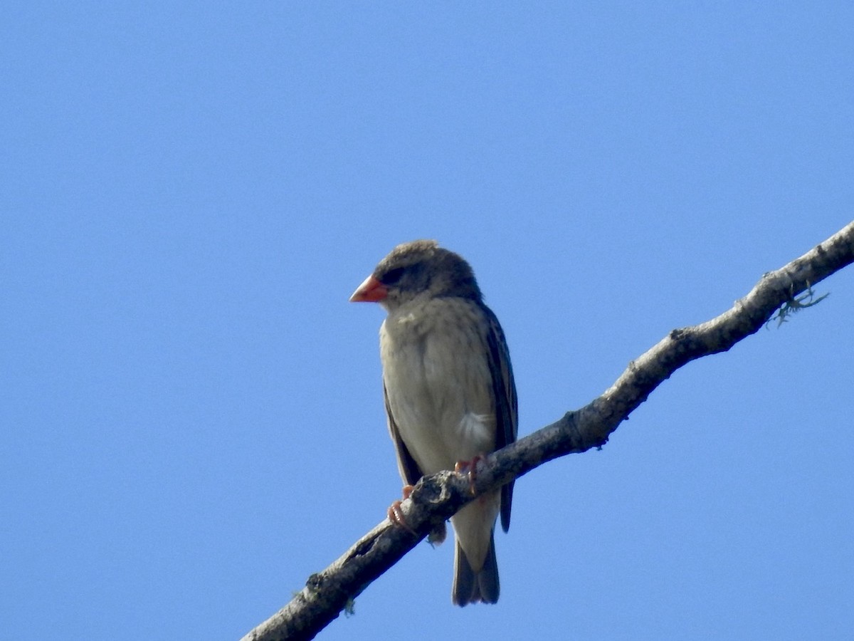 Red-billed Quelea - ML618559134