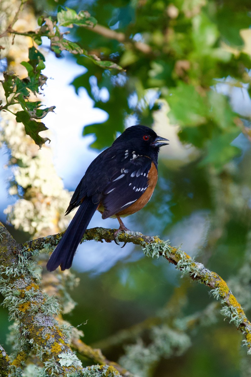 Spotted Towhee - Félix Cloutier