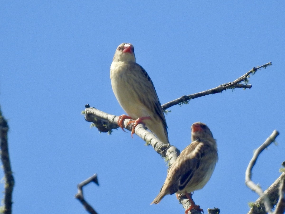 Red-billed Quelea - ML618559137