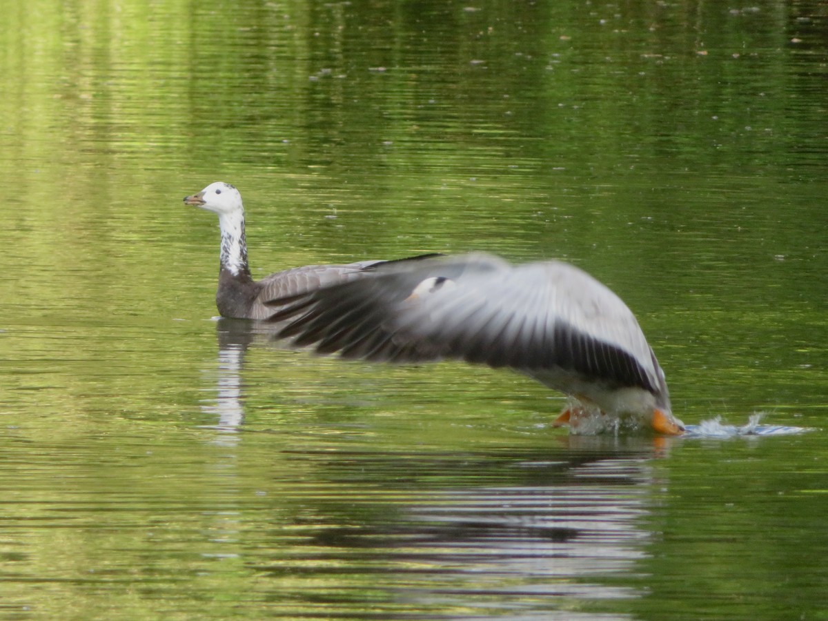 Bar-headed x Barnacle Goose (hybrid) - Thomas Kirby