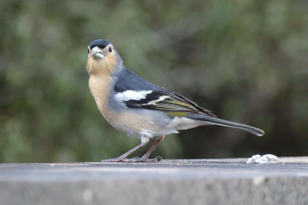 Canary Islands Chaffinch (Canary Is.) - Xabier Remirez