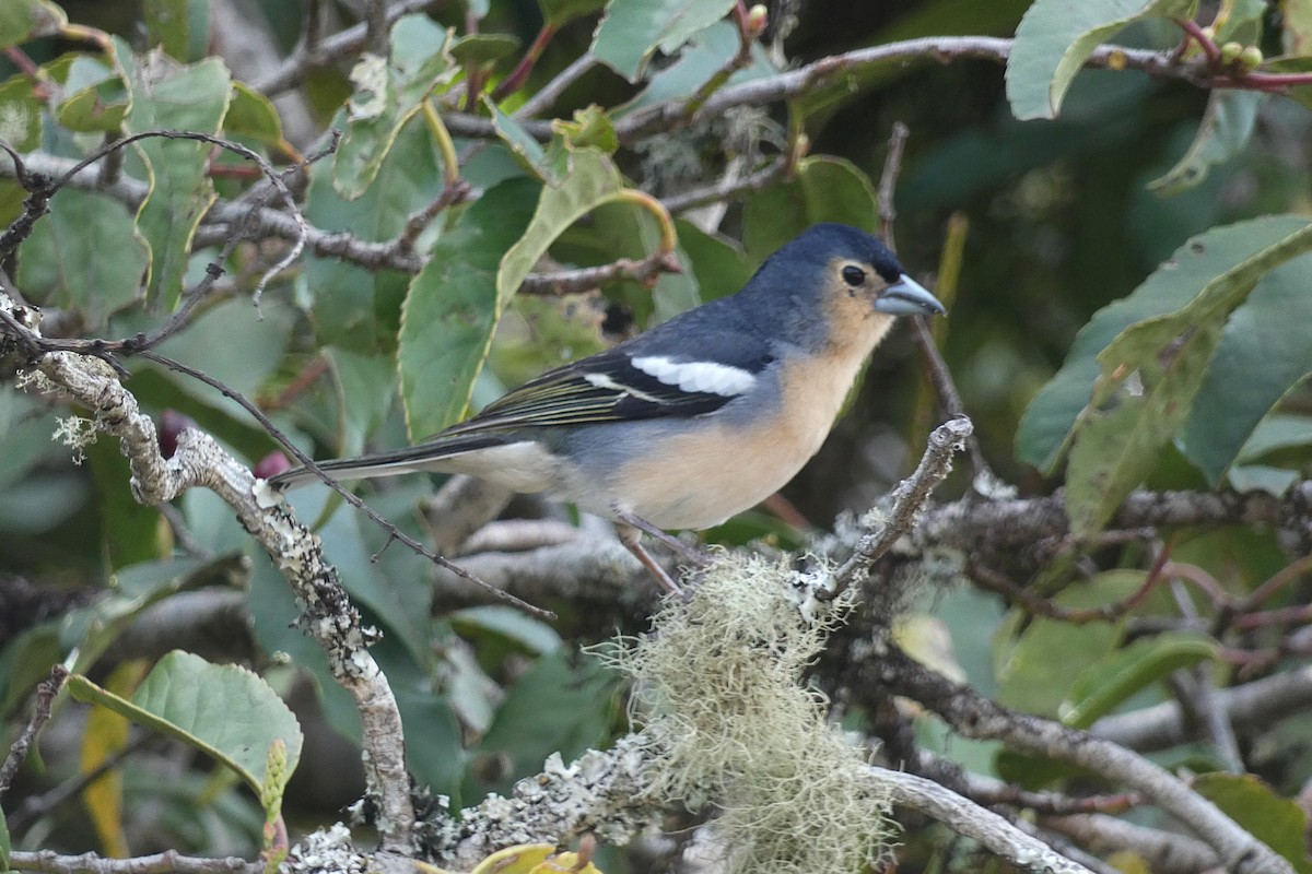 Canary Islands Chaffinch (Canary Is.) - Xabier Remirez