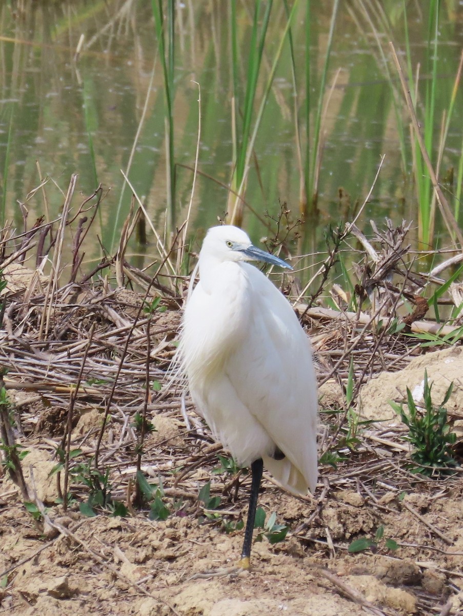 Little Egret - Michael Bowen