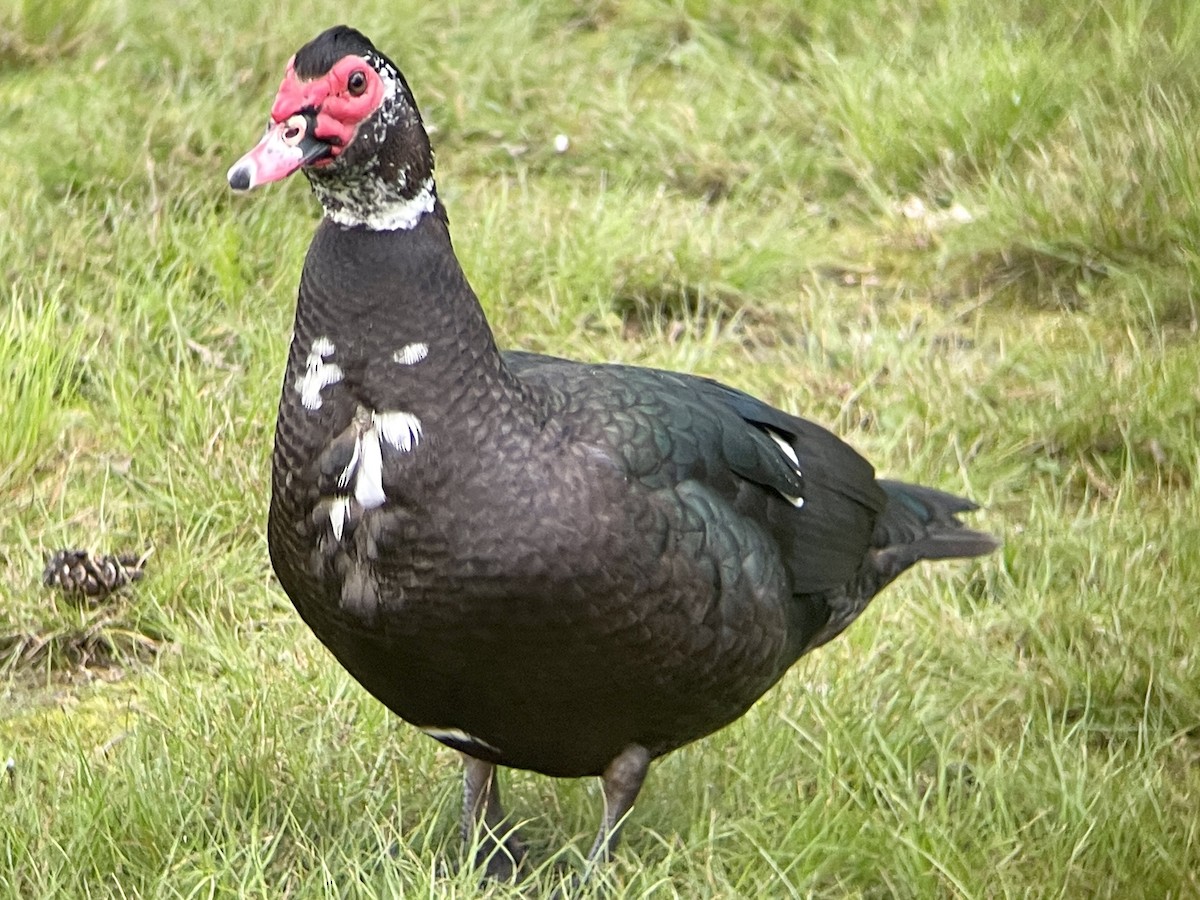 Muscovy Duck (Domestic type) - ML618559160