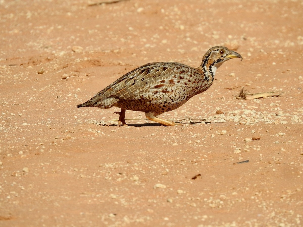 Shelley's Francolin - ML618559161