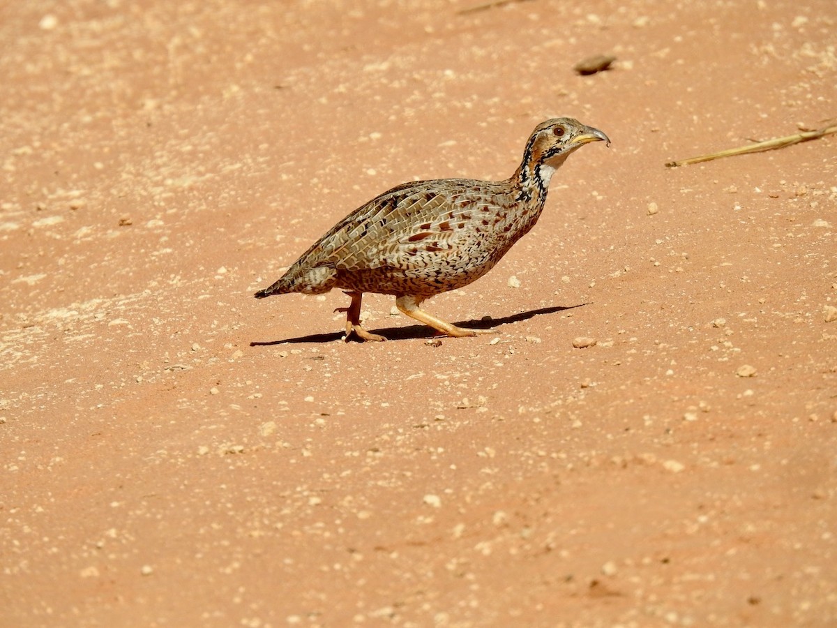 Shelley's Francolin - ML618559164