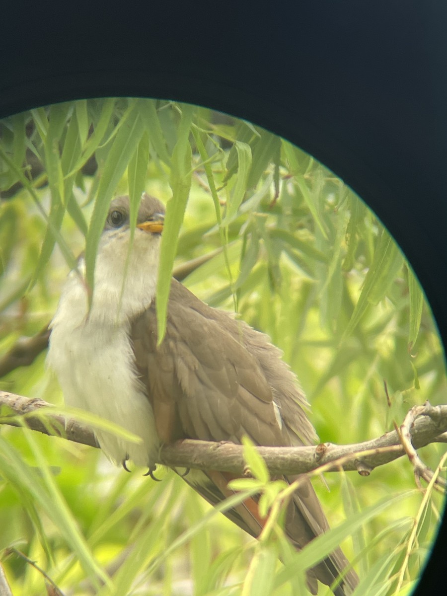 Yellow-billed Cuckoo - ML618559173