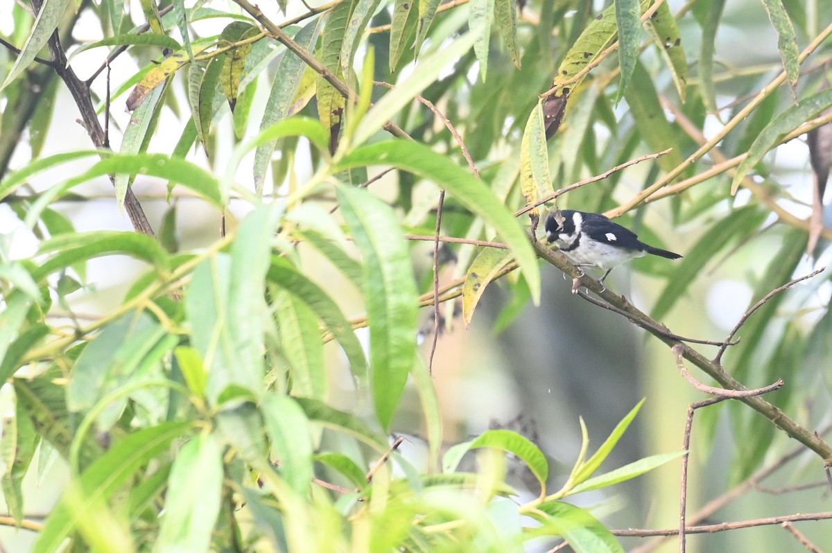 Variable Seedeater (Variable) - Hannes Leonard