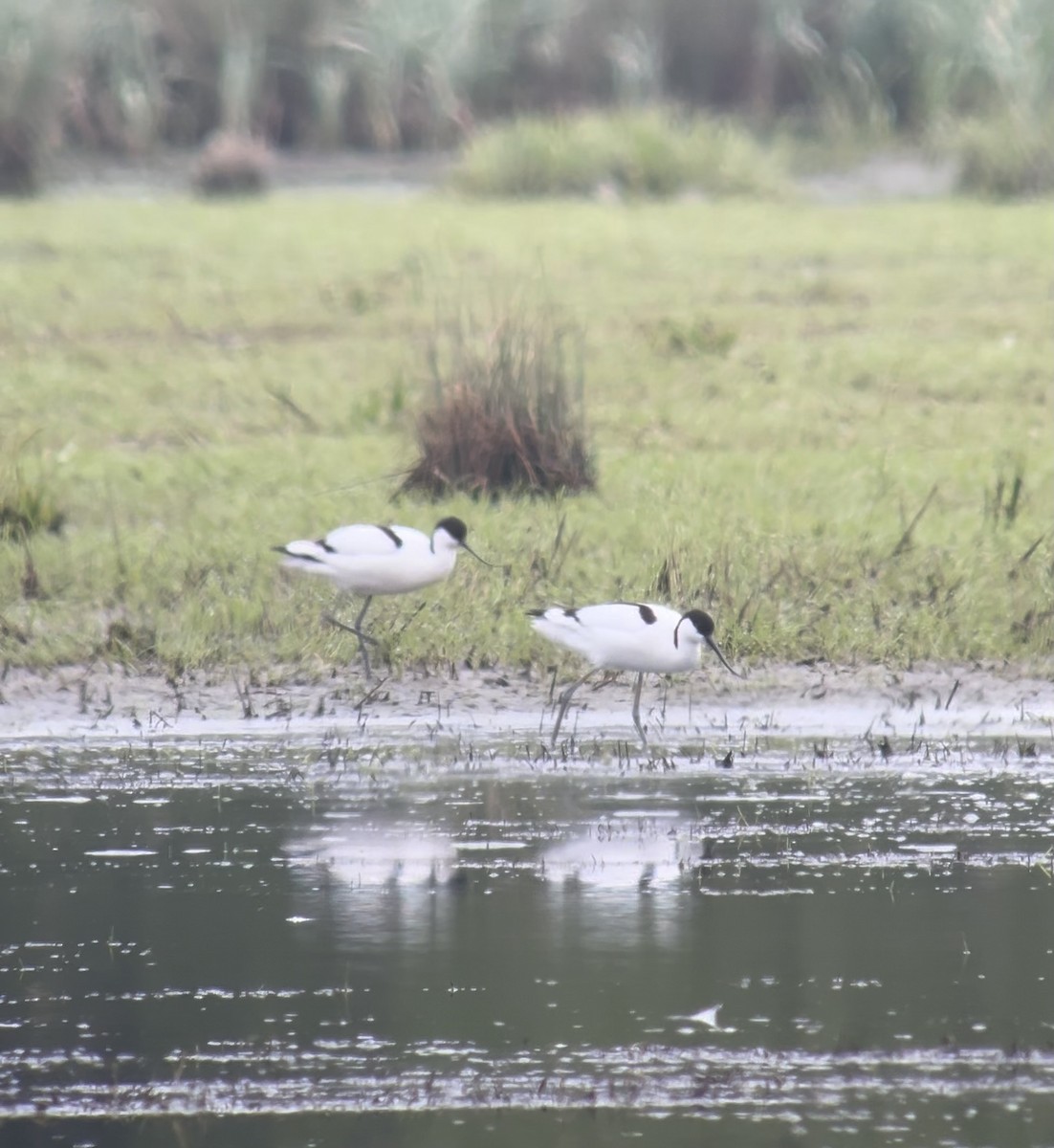 Pied Avocet - Steve Sansom