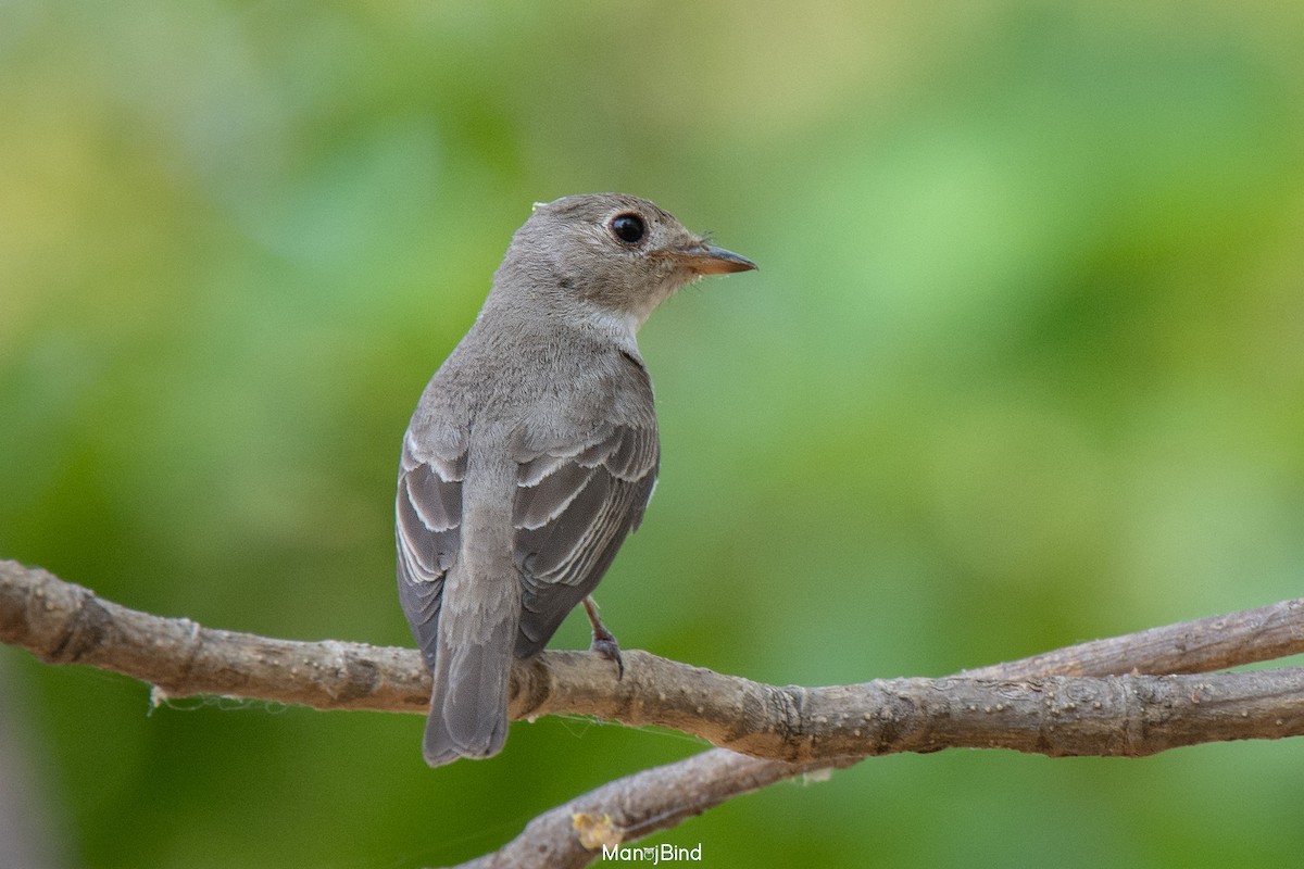 Asian Brown Flycatcher - ML618559203