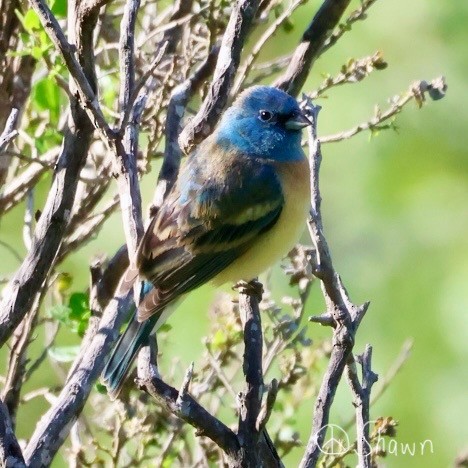 Lazuli Bunting - Shawn DOHRING