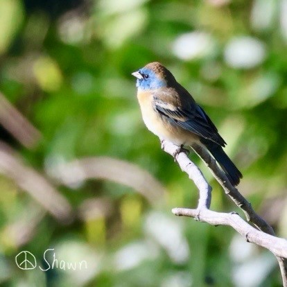 Lazuli Bunting - Shawn DOHRING