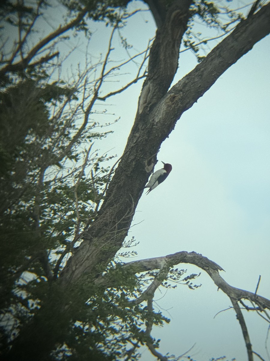 Red-headed Woodpecker - Rory Van Lieu