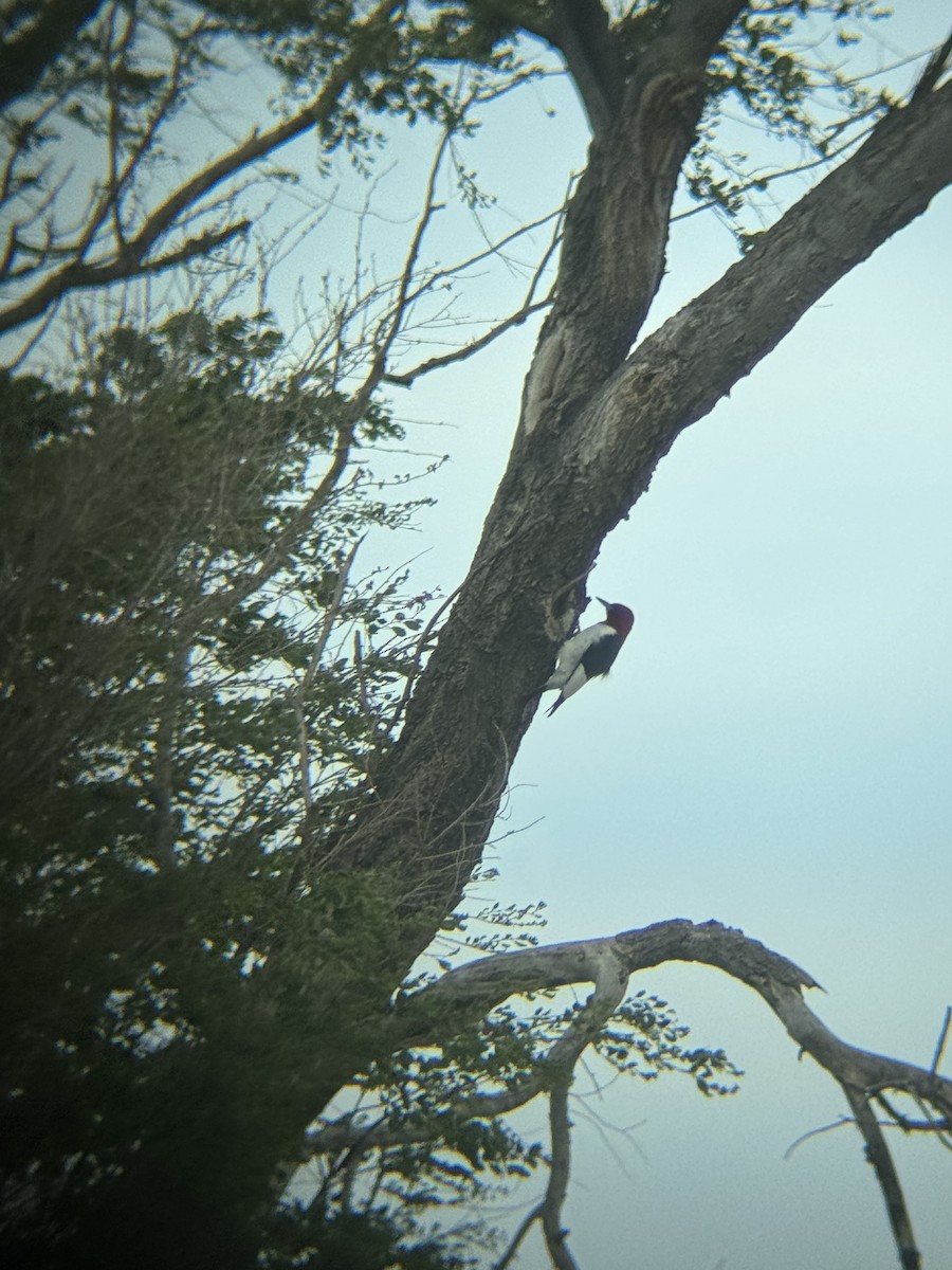 Red-headed Woodpecker - ML618559235