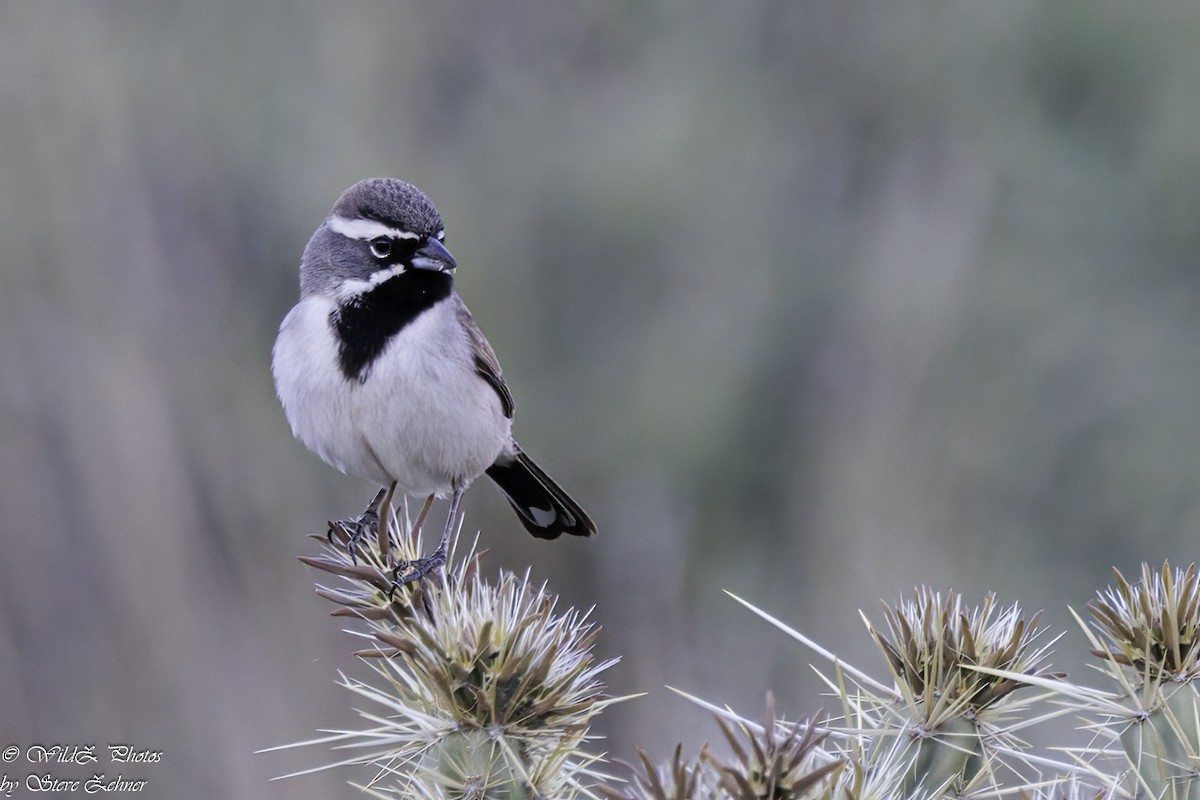 Black-throated Sparrow - ML618559244