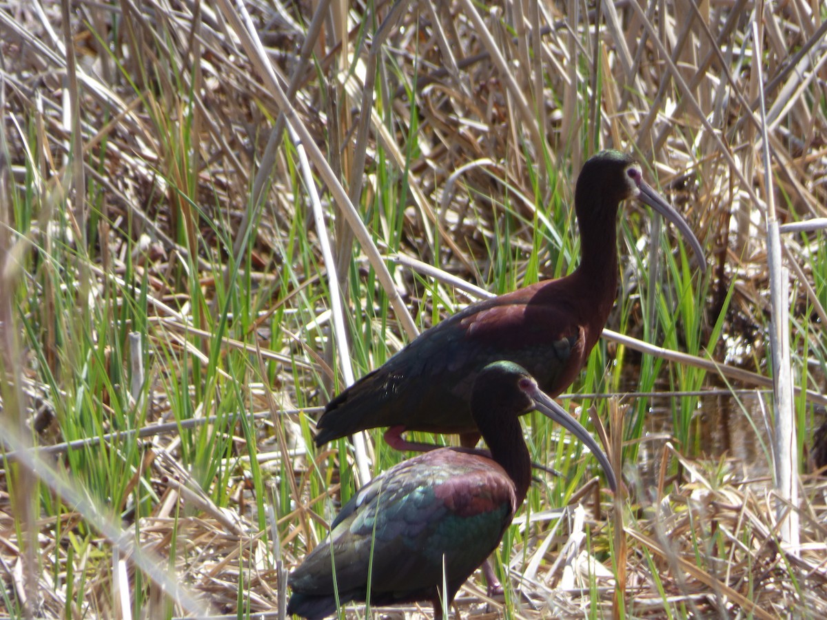 ibis americký - ML618559251
