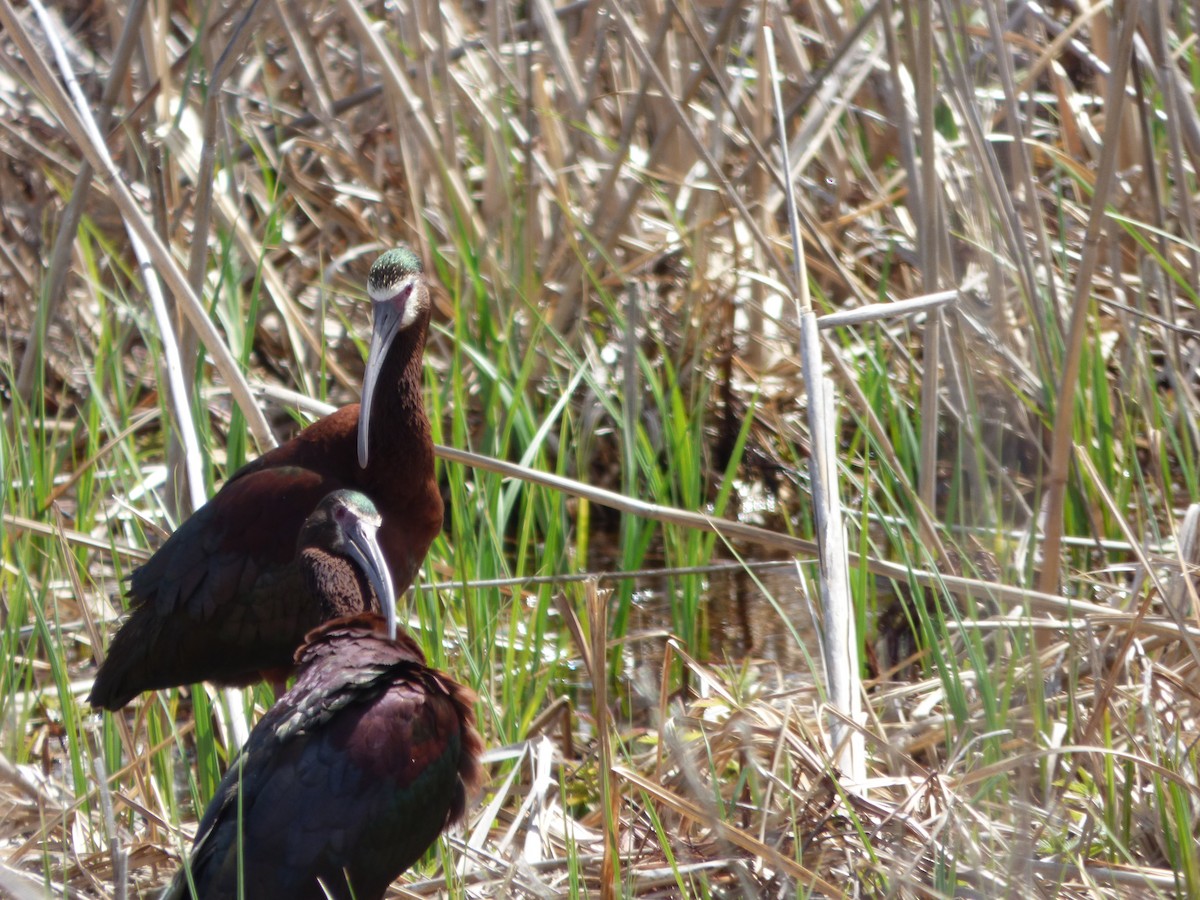 ibis americký - ML618559252