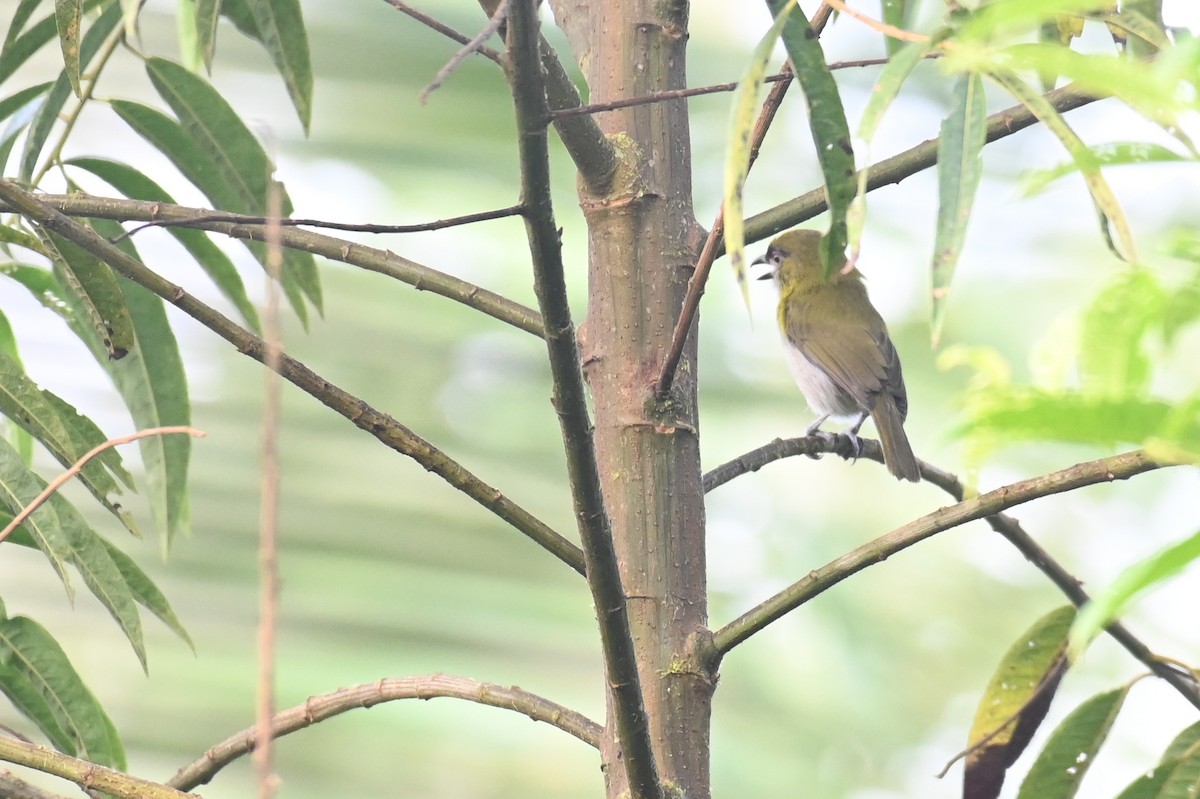 Black-billed Peppershrike - Hannes Leonard