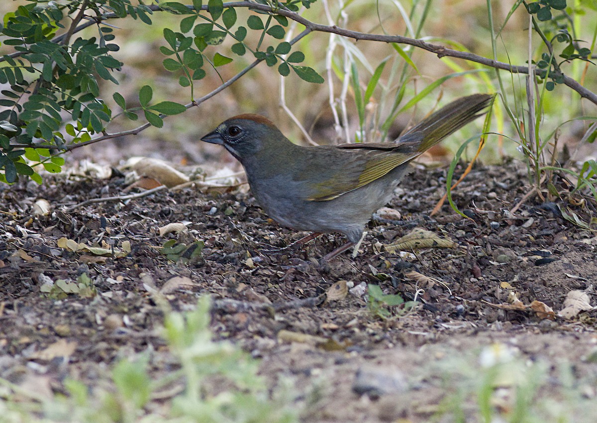 Green-tailed Towhee - ML618559264