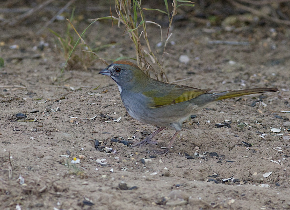 Green-tailed Towhee - John Gluth