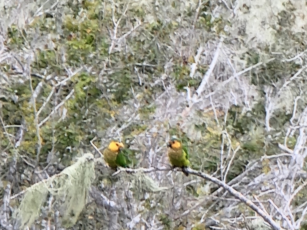 Brown-throated Parakeet - Rick Ihnat