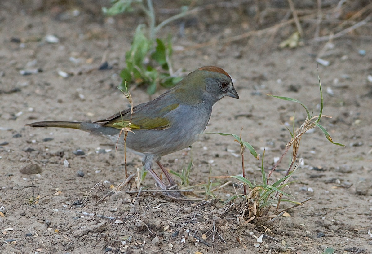 Green-tailed Towhee - ML618559276