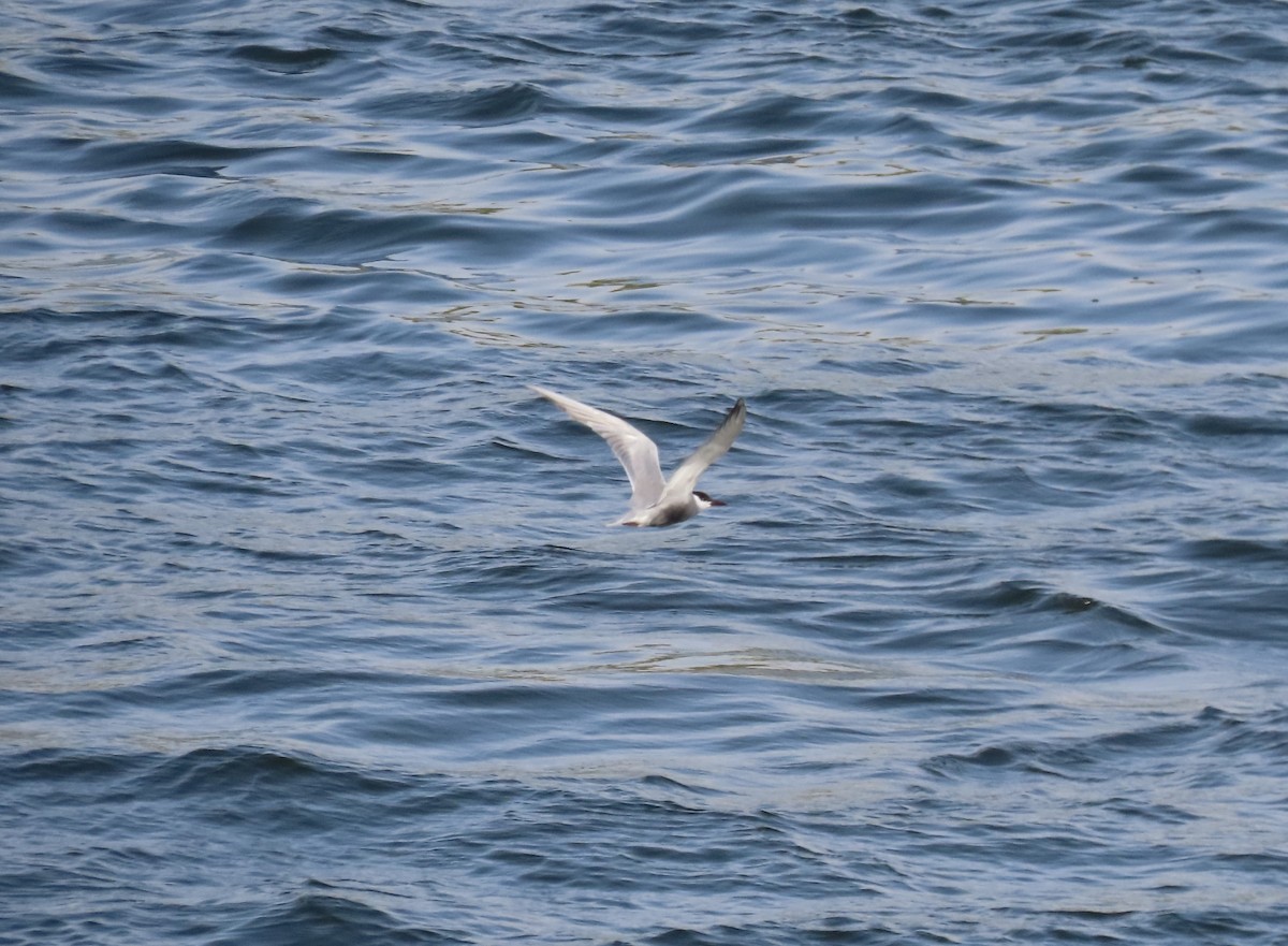 Weißbart-Seeschwalbe - ML618559277