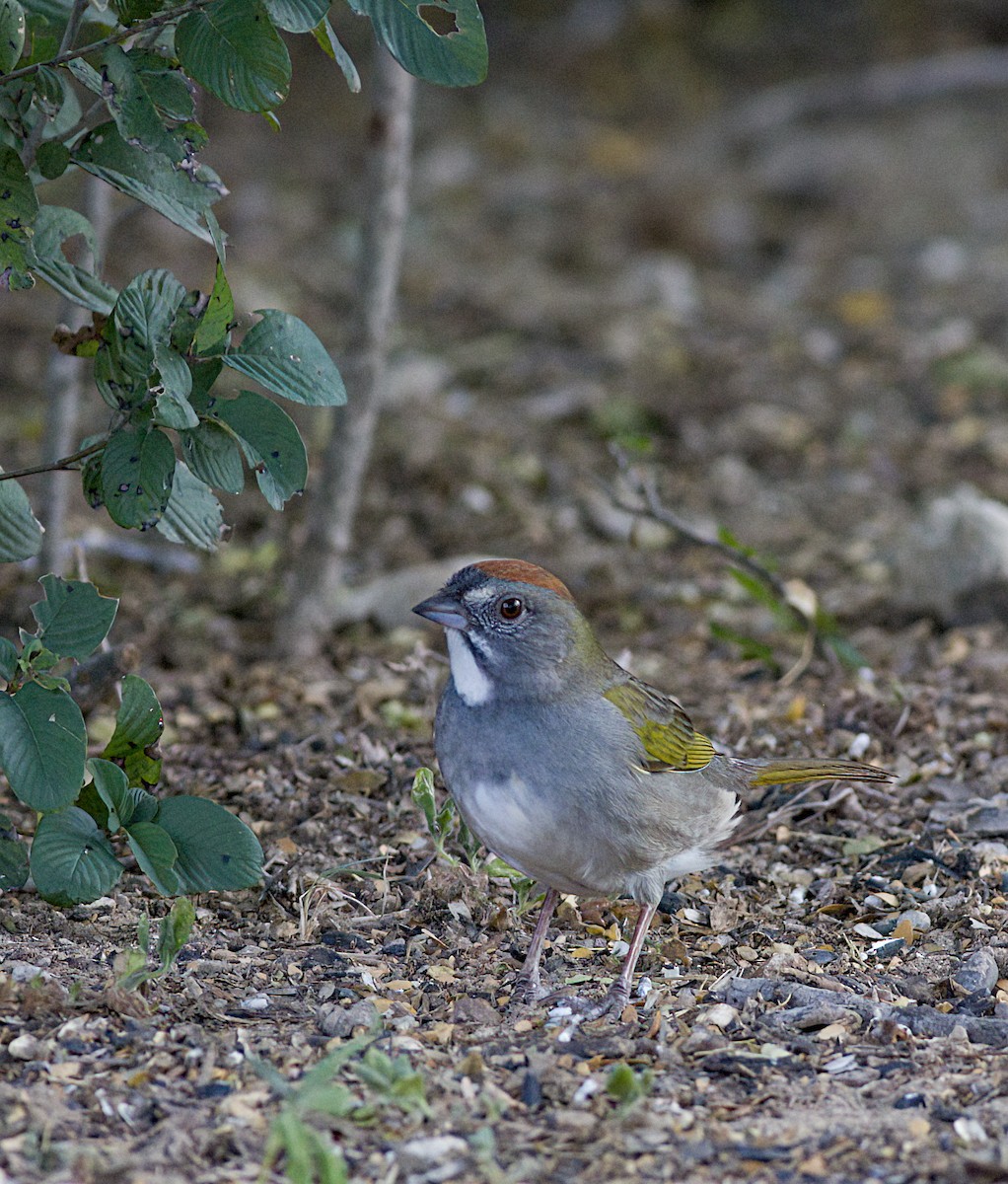 Green-tailed Towhee - John Gluth