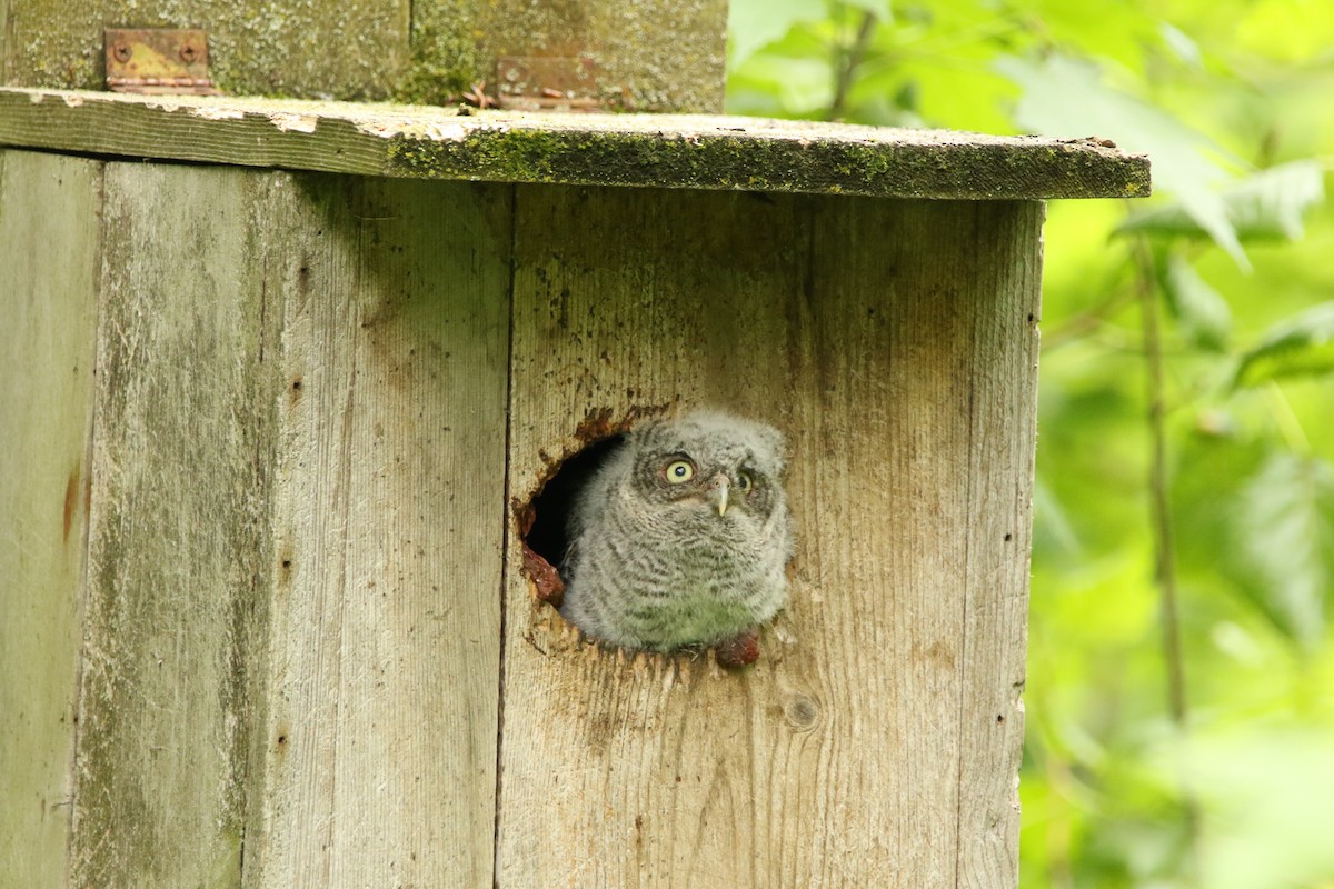 Eastern Screech-Owl - Jared Soergel & Courtney Bills