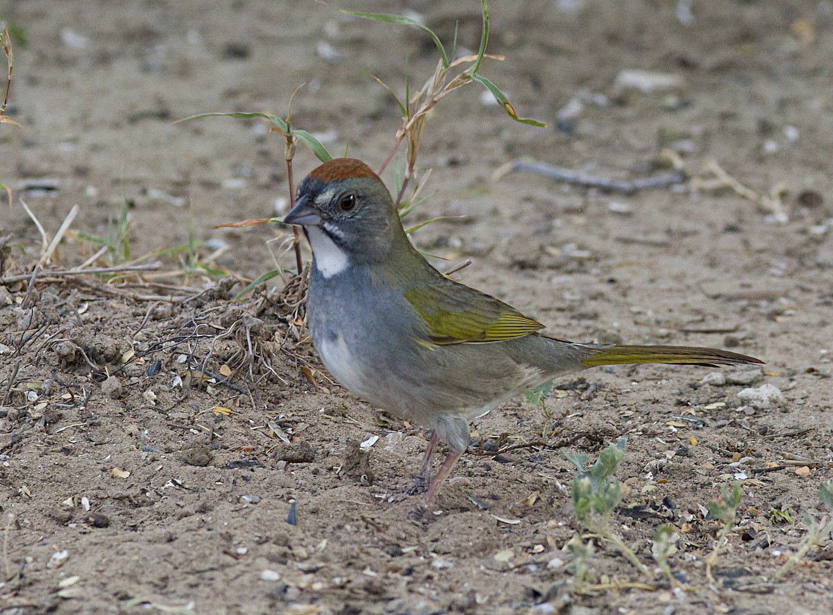 Green-tailed Towhee - ML618559284