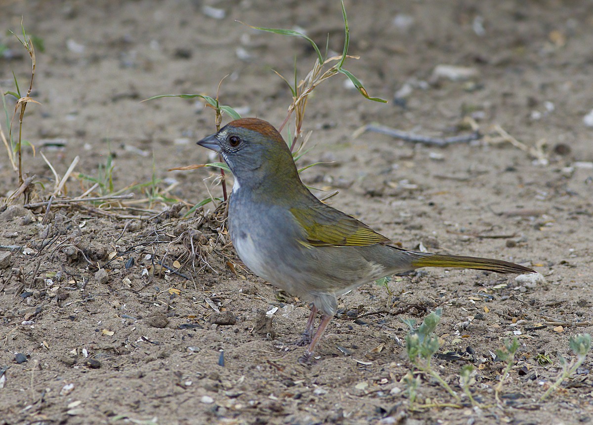 Green-tailed Towhee - ML618559290