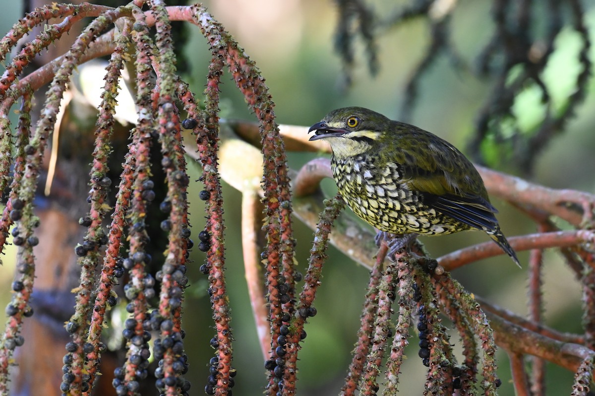 Scaled Fruiteater - Hannes Leonard