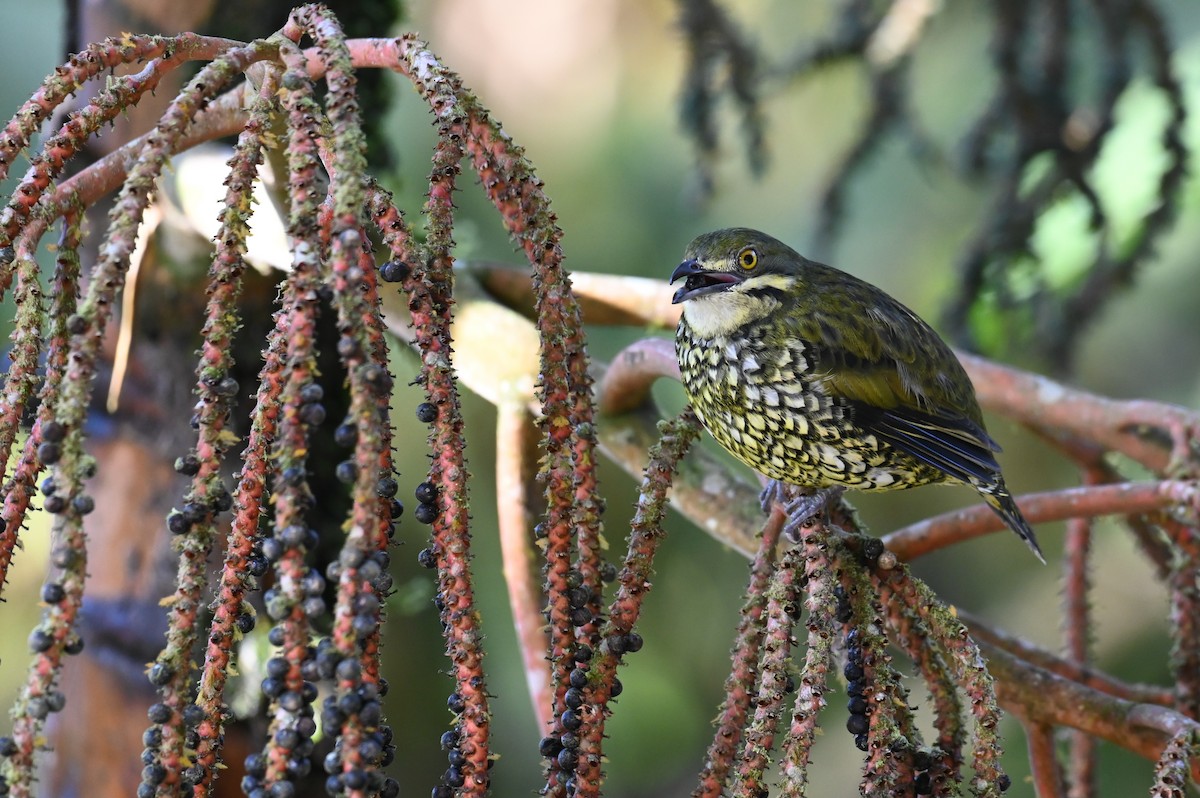 Scaled Fruiteater - Hannes Leonard