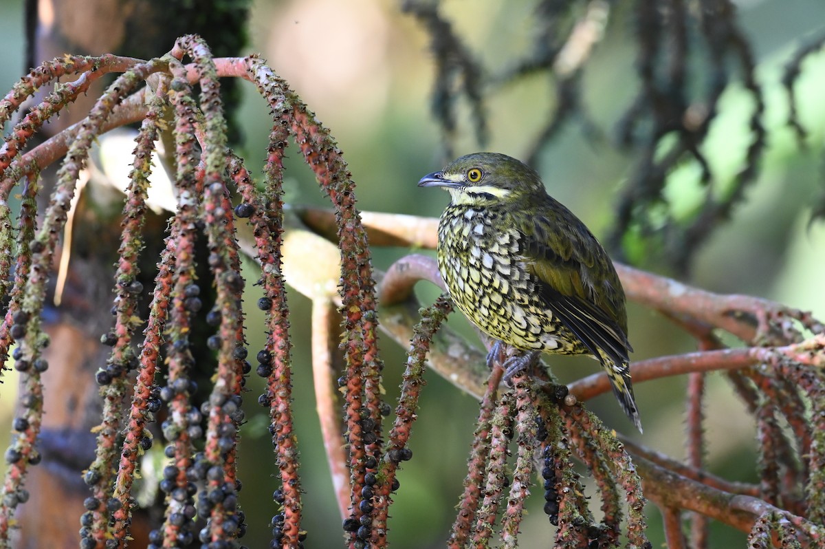 Cotinga écaillé - ML618559300